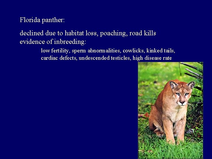 Florida panther: declined due to habitat loss, poaching, road kills evidence of inbreeding: low