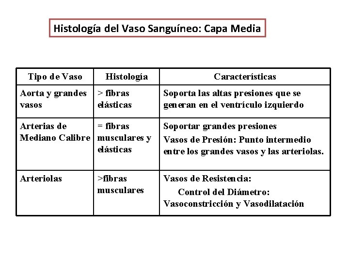 Histología del Vaso Sanguíneo: Capa Media Tipo de Vaso Aorta y grandes vasos Histología Histología del Vaso Sanguíneo: Capa Media Tipo de Vaso Aorta y grandes vasos Histología