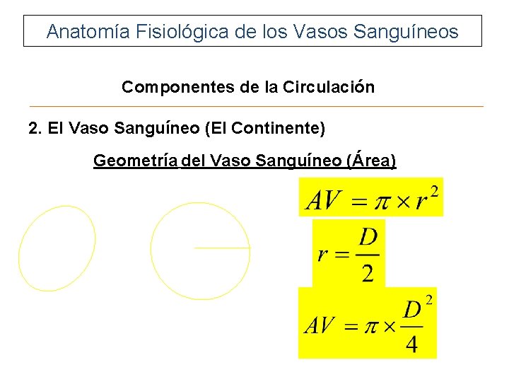 Anatomía Fisiológica de los Vasos Sanguíneos Componentes de la Circulación 2. El Vaso Sanguíneo Anatomía Fisiológica de los Vasos Sanguíneos Componentes de la Circulación 2. El Vaso Sanguíneo
