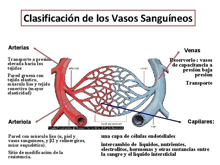 Clasificación de los Vasos Sanguíneos Arterias Transporte a presión elevada hacia los tejidos Pared Clasificación de los Vasos Sanguíneos Arterias Transporte a presión elevada hacia los tejidos Pared