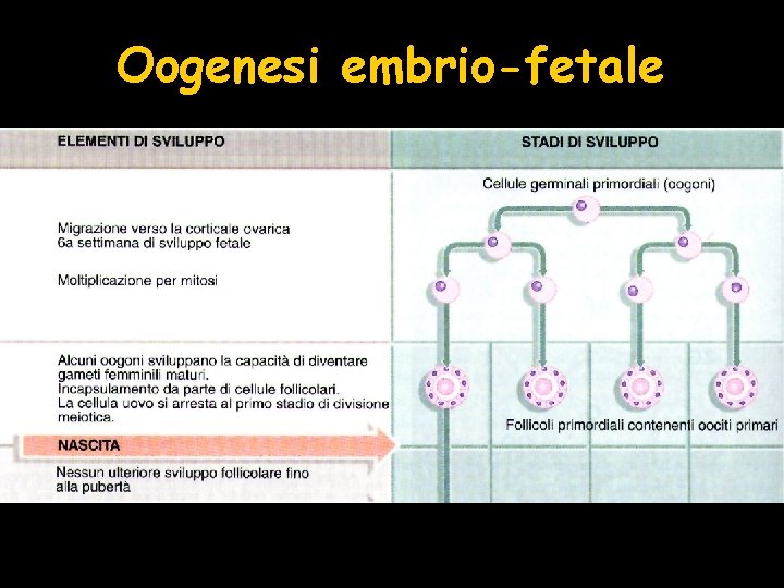 Oogenesi embrio-fetale 