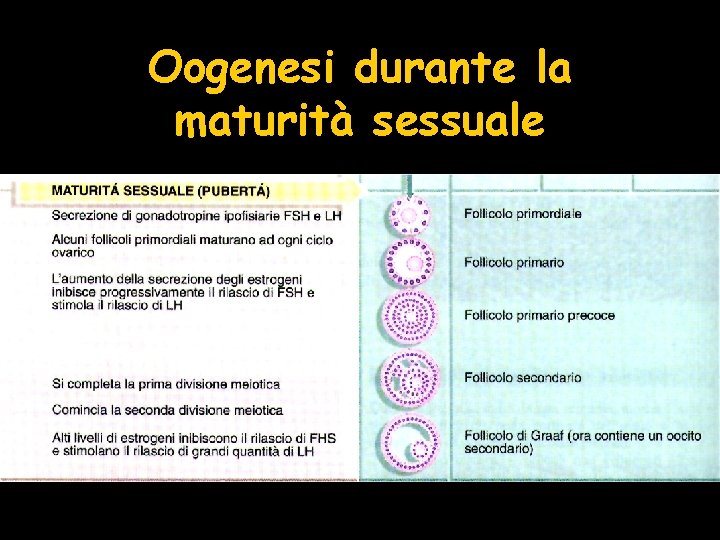 Oogenesi durante la maturità sessuale 