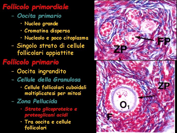 Follicolo primordiale – Oocita primario • Nucleo grande • Cromatina dispersa • Nucleolo e