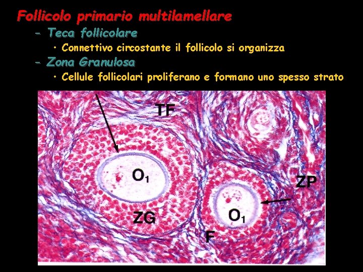 Follicolo primario multilamellare – Teca follicolare • Connettivo circostante il follicolo si organizza –