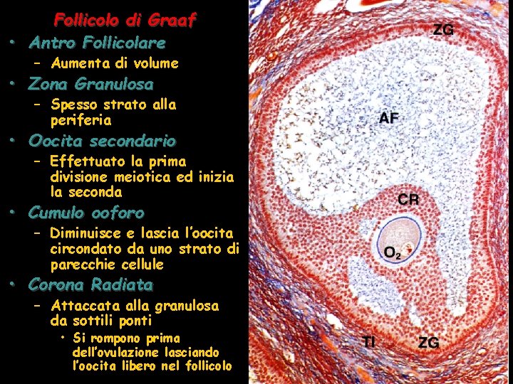 Follicolo di Graaf • Antro Follicolare – Aumenta di volume • Zona Granulosa –