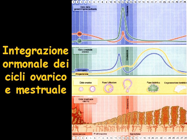 Integrazione ormonale dei cicli ovarico e mestruale 