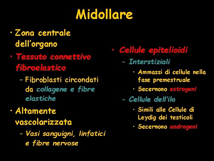 Midollare • Zona centrale dell’organo • Tessuto connettivo fibroelastico – Fibroblasti circondati da collagene
