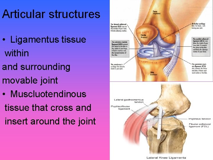 Articular structures • Ligamentus tissue within and surrounding movable joint • Muscluotendinous tissue that