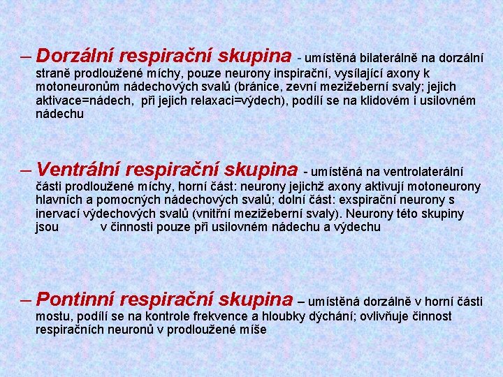 – Dorzální respirační skupina - umístěná bilaterálně na dorzální straně prodloužené míchy, pouze neurony