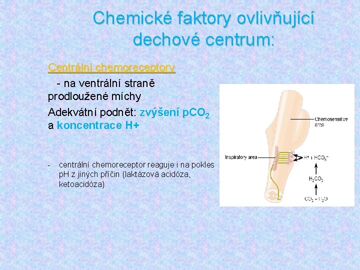 Chemické faktory ovlivňující dechové centrum: Centrální chemoreceptory - na ventrální straně prodloužené míchy Adekvátní