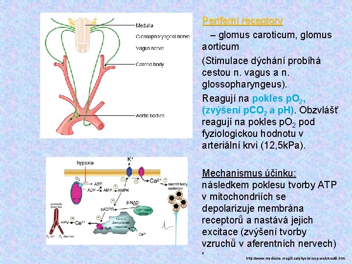 Periferní receptory – glomus caroticum, glomus aorticum (Stimulace dýchání probíhá cestou n. vagus a