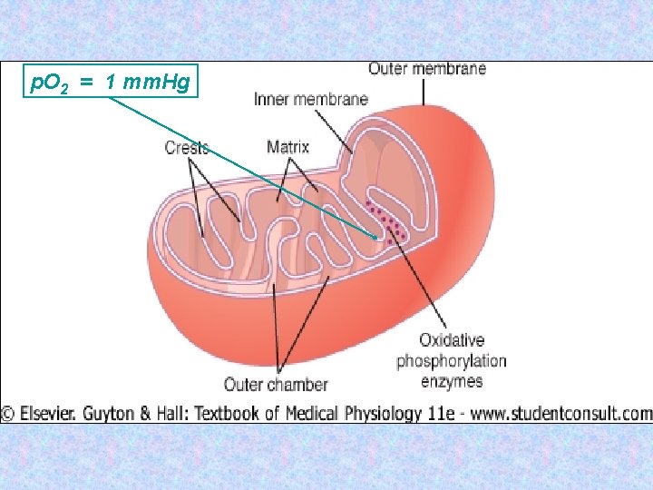 p. O 2 = 1 mm. Hg 