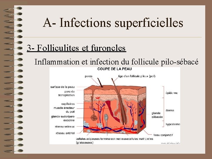 A- Infections superficielles 3 - Folliculites et furoncles Inflammation et infection du follicule pilo-sébacé
