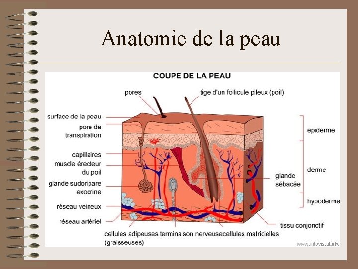 Anatomie de la peau 