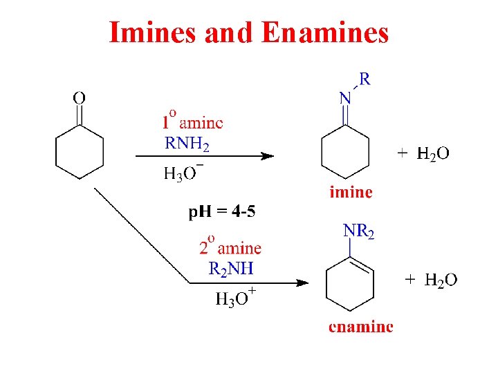 Imines and Enamines Imines and Enamines