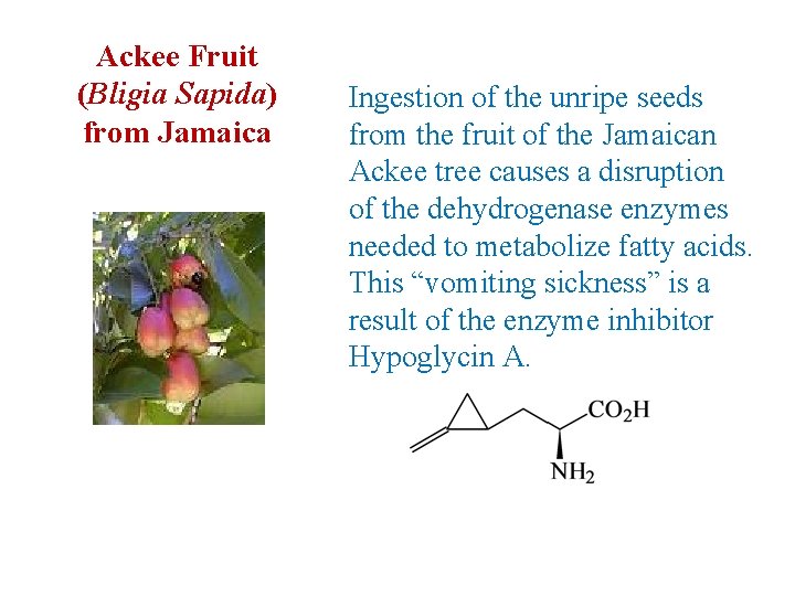 Ackee Fruit (Bligia Sapida) from Jamaica Ingestion of the unripe seeds from the fruit Ackee Fruit (Bligia Sapida) from Jamaica Ingestion of the unripe seeds from the fruit