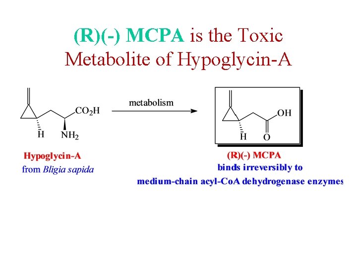 (R)(-) MCPA is the Toxic Metabolite of Hypoglycin-A (R)(-) MCPA is the Toxic Metabolite of Hypoglycin-A