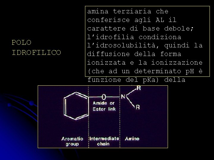 POLO IDROFILICO amina terziaria che conferisce agli AL il carattere di base debole; l’idrofilia