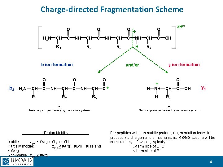 Charge-directed Fragmentation Scheme O H 2 N CH O C NH R 1 CH