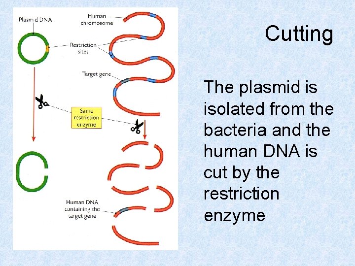 Cutting The plasmid is isolated from the bacteria and the human DNA is cut