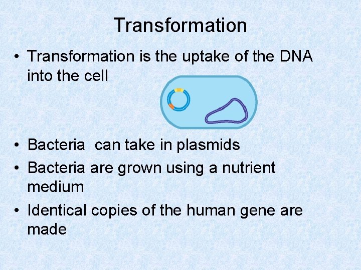 Transformation • Transformation is the uptake of the DNA into the cell • Bacteria