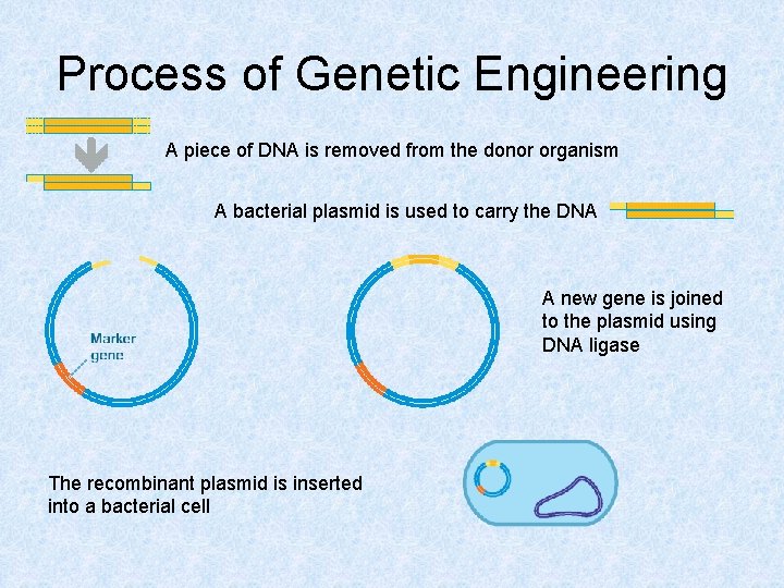 Process of Genetic Engineering A piece of DNA is removed from the donor organism
