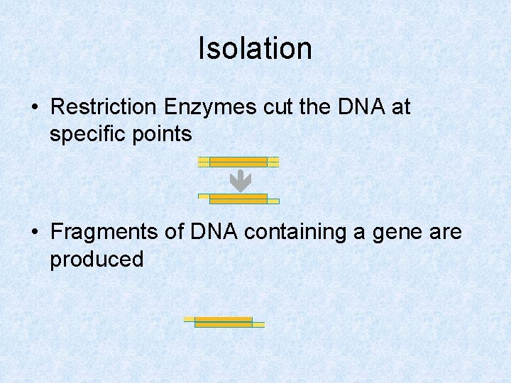 Isolation • Restriction Enzymes cut the DNA at specific points • Fragments of DNA