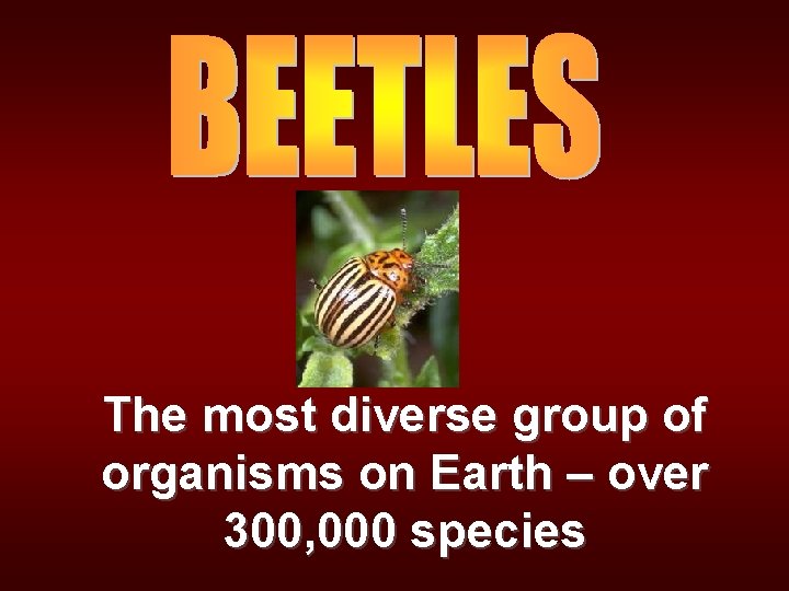 The most diverse group of organisms on Earth – over 300, 000 species 