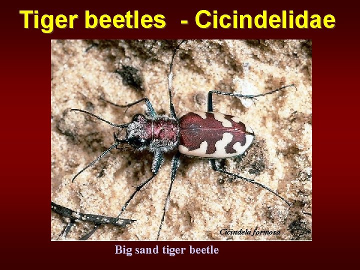 Tiger beetles - Cicindelidae Cicindela formosa Big sand tiger beetle 