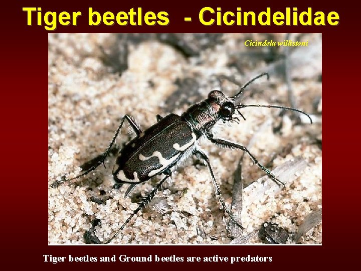 Tiger beetles - Cicindelidae Cicindela willistoni Tiger beetles and Ground beetles are active predators