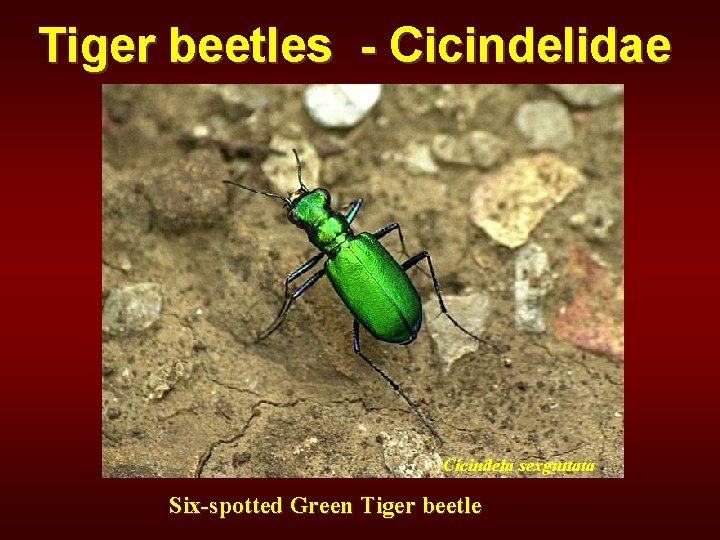 Tiger beetles - Cicindelidae Cicindela sexguttata Six-spotted Green Tiger beetle 