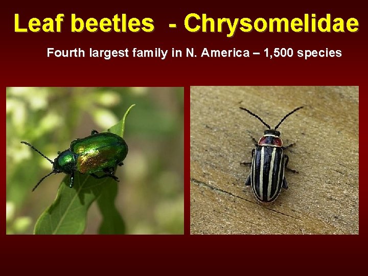 Leaf beetles - Chrysomelidae Fourth largest family in N. America – 1, 500 species