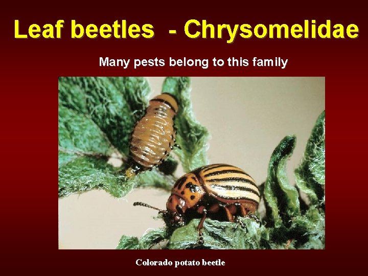 Leaf beetles - Chrysomelidae Many pests belong to this family Colorado potato beetle 