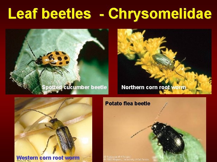 Leaf beetles - Chrysomelidae Spotted cucumber beetle Northern corn root worm Potato flea beetle