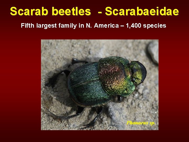 Scarab beetles - Scarabaeidae Fifth largest family in N. America – 1, 400 species