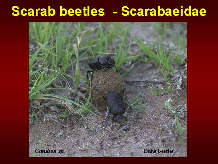 Scarab beetles - Scarabaeidae Canthon sp. Dung beetles 