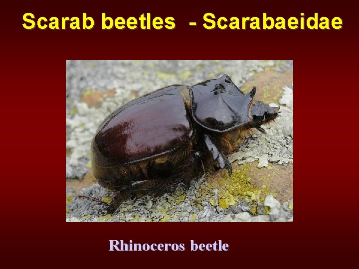 Scarab beetles - Scarabaeidae Rhinoceros beetle 