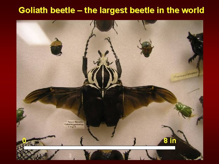 Goliath beetle – the largest beetle in the world 0 8 in 