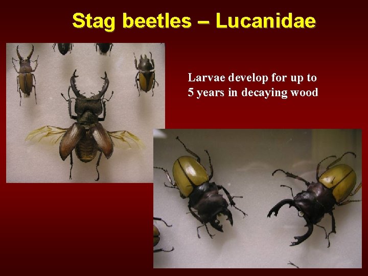 Stag beetles – Lucanidae Larvae develop for up to 5 years in decaying wood