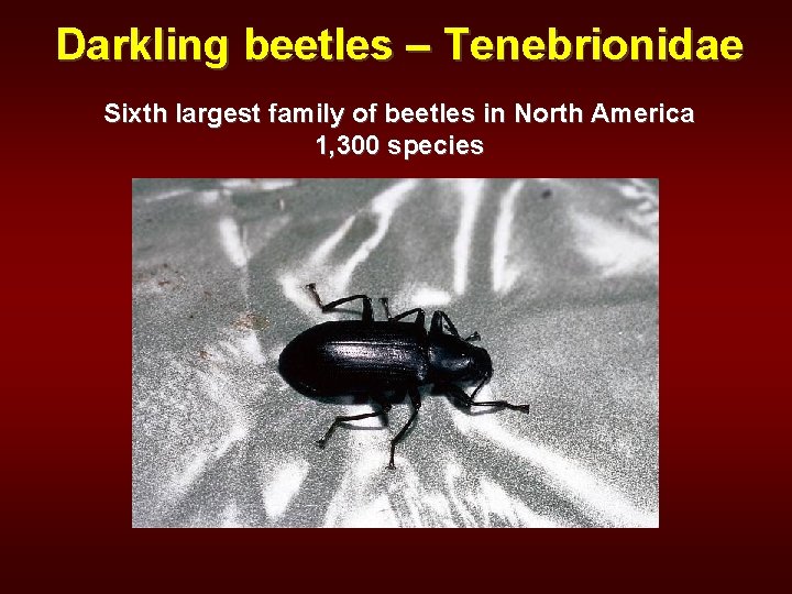 Darkling beetles – Tenebrionidae Sixth largest family of beetles in North America 1, 300