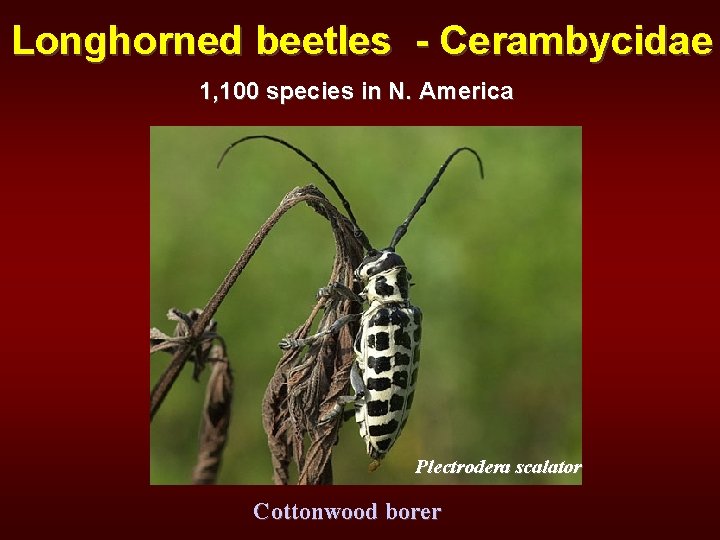 Longhorned beetles - Cerambycidae 1, 100 species in N. America Plectrodera scalator Cottonwood borer