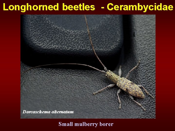 Longhorned beetles - Cerambycidae Dorcaschema alternatum Small mulberry borer 