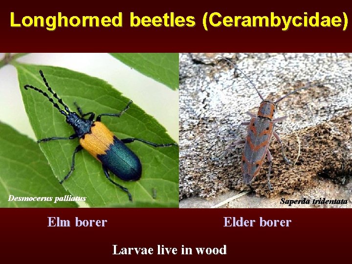 Longhorned beetles (Cerambycidae) Desmocerus palliatus Elm borer Saperda tridentata Elder borer Larvae live in
