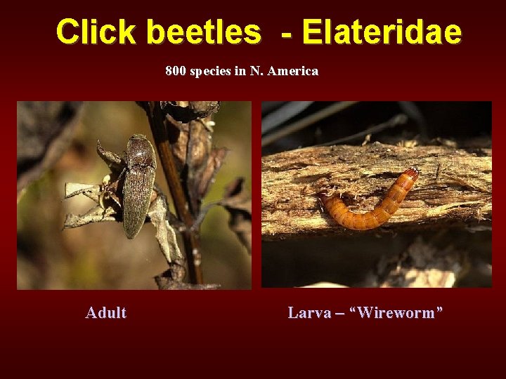 Click beetles - Elateridae 800 species in N. America Adult Larva – “Wireworm” 