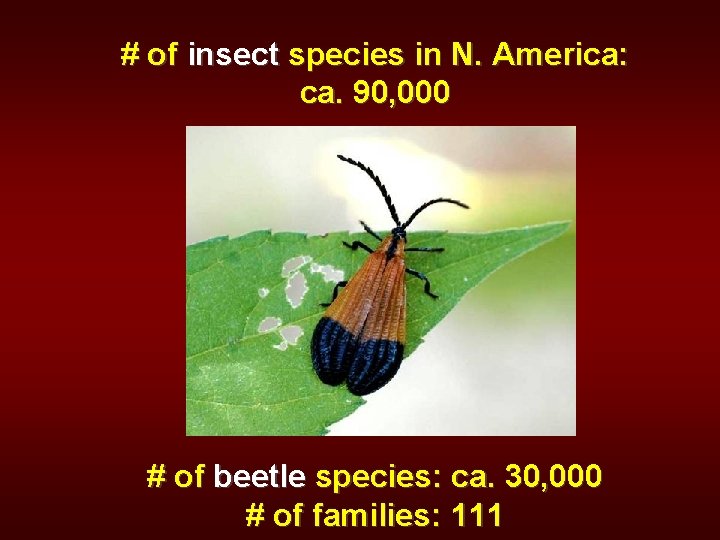 # of insect species in N. America: ca. 90, 000 # of beetle species: