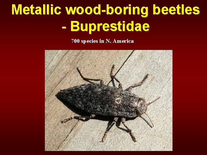 Metallic wood-boring beetles - Buprestidae 700 species in N. America 