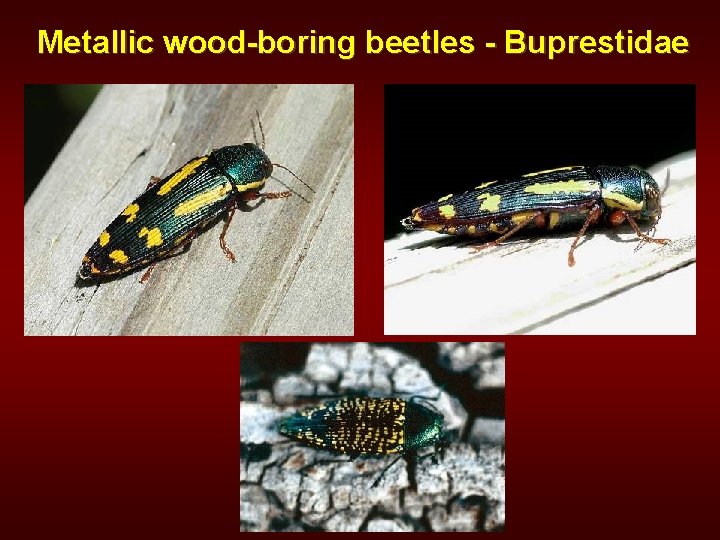 Metallic wood-boring beetles - Buprestidae 