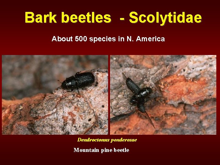 Bark beetles - Scolytidae About 500 species in N. America Dendroctonus ponderosae Mountain pine