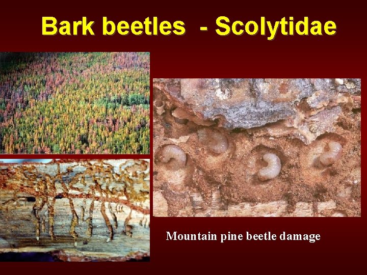 Bark beetles - Scolytidae Mountain pine beetle damage 