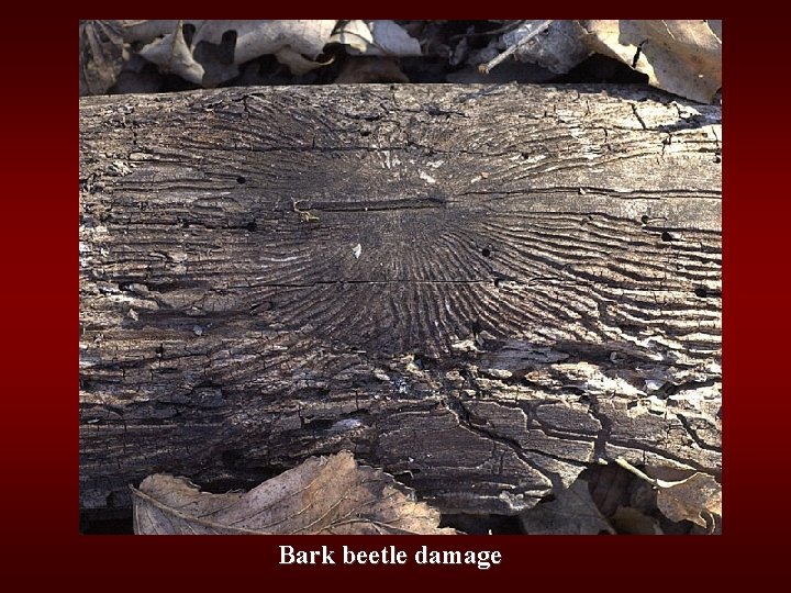 Bark beetle damage 
